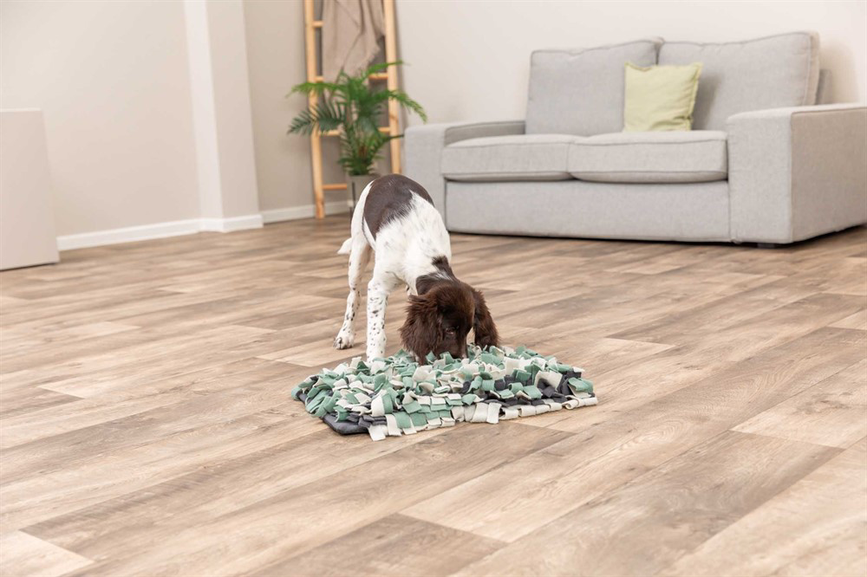 prod1000-dog_32037-8.png