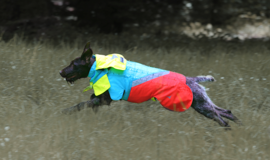 dragbild_wolf.png