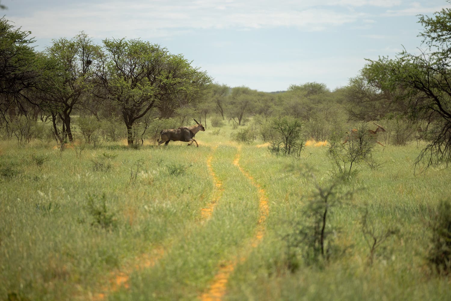 amediag3cajhzpnamibia.jpg