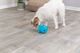 prod1000-dog_34933-1.png