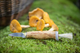 2023-03-al-muschroom-knife-curly-birch.png