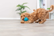prod1000-pro_dog_35251-5.png