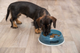 prod1000-pro_dog_25032-8.png