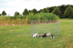 prod1000-dog_3954-2.png