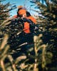 5809-135-40_Pinewood.jpg