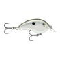 Green Gizzard Shad