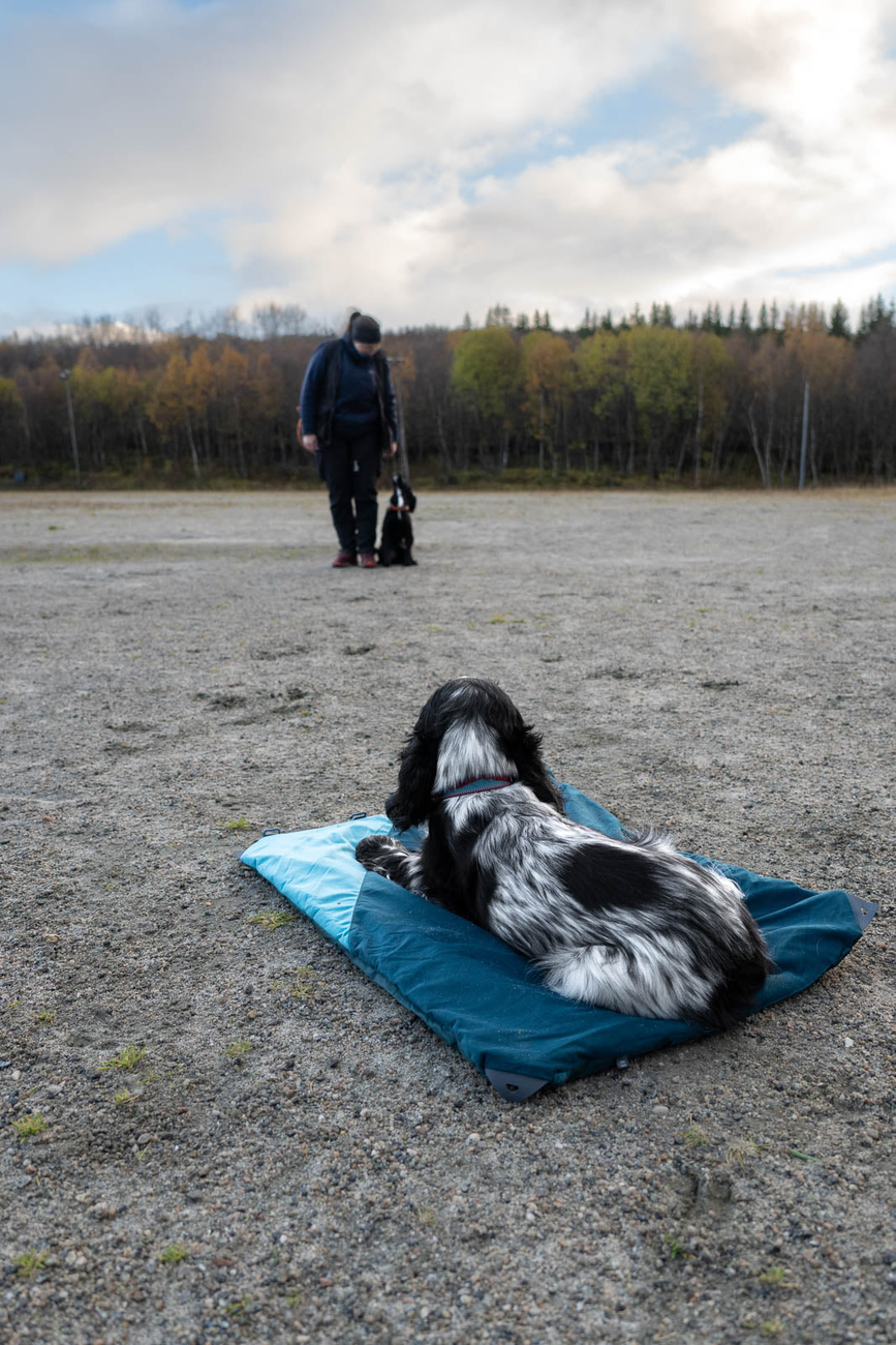 trekking_dog_bed_setting_5.png