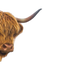 prod1000-304034_etikett-80x225-tuggstick-turkey-13cm_se_en_fi.png