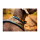 trail_quest_collar_rp_setting_3.png