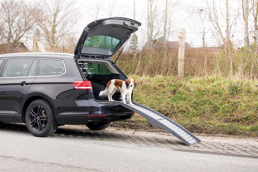 prod1000-pro_dog_39476-1.png