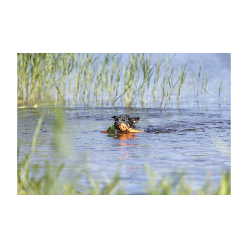 prod1000-dog_36207-1.png