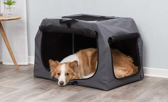 prod1000-pho_pro_dog_39731-39732-39733-2.png
