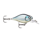 Baby Aspius