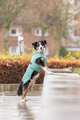 prod1000-australianshepherd-emma-mantel-citystyle-stadt.png