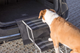 prod1000-pro_dog_39376-5.png