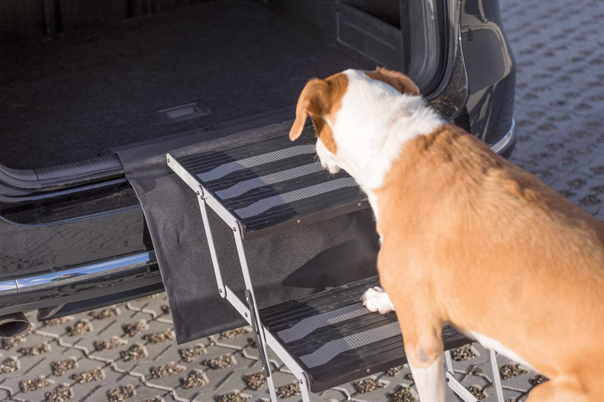 prod1000-pro_dog_39376-5.png