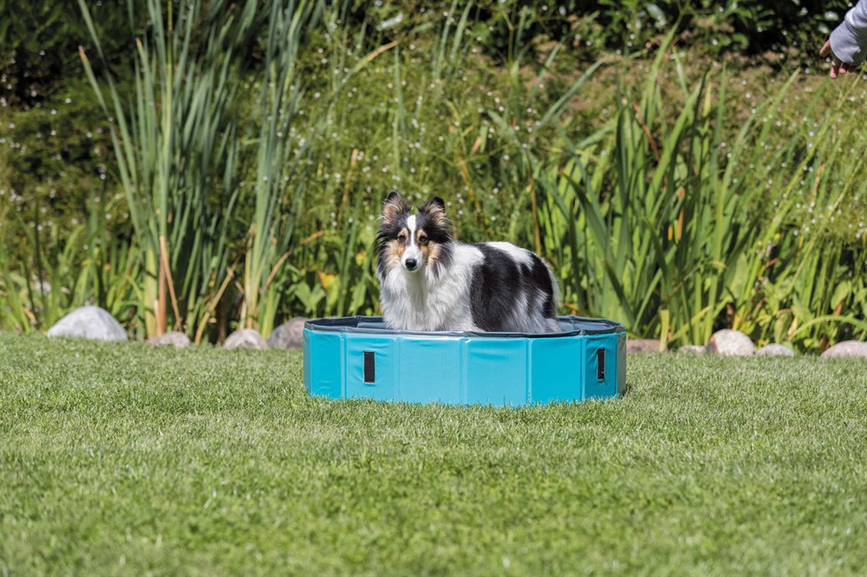 prod1000-dog_39481-1_.png