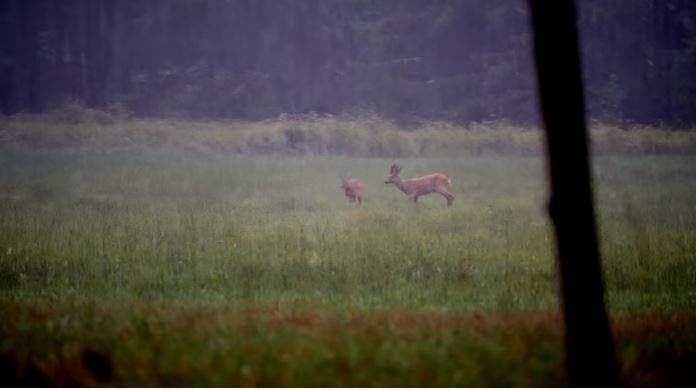 ktpuls-bockjakt-zeiss.jpg