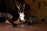 AL260511_3_Alces_Troféställ_Rådjur.jpg