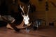 AL260511_3_Alces_Troféställ_Rådjur.jpg