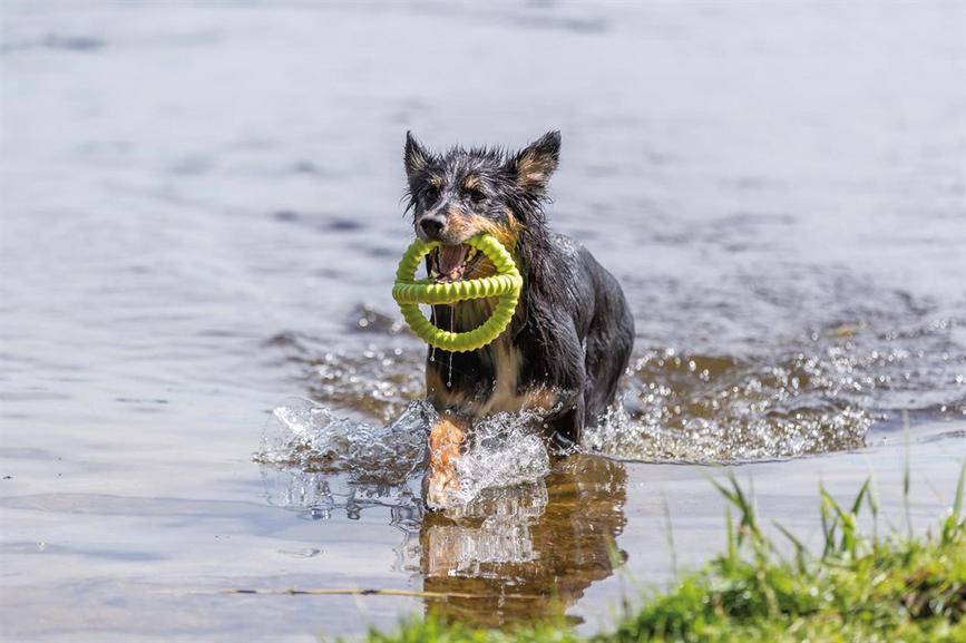 prod1000-pho_pro_dog_33448-9.png
