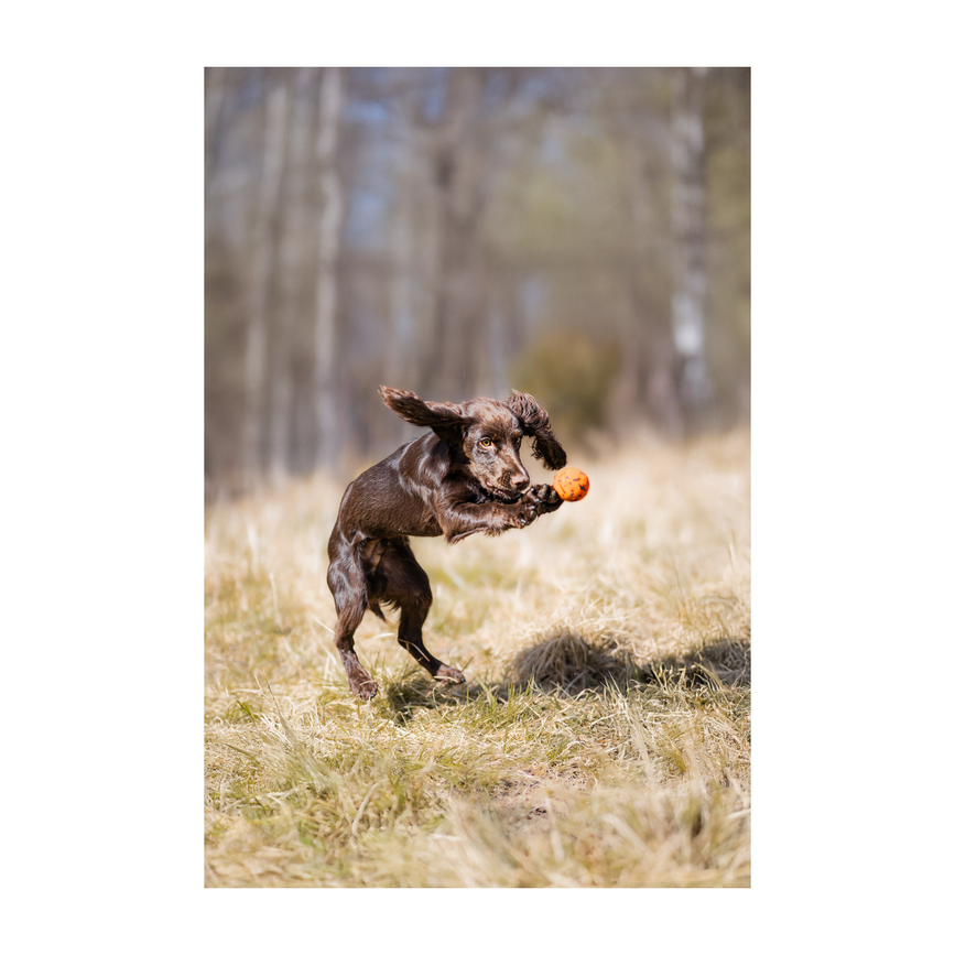 ball_setting_2.png