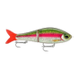 Live Rainbow Trout