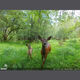 wp-content-uploads-2025-09-hunter-viltkamera-foto-01.png