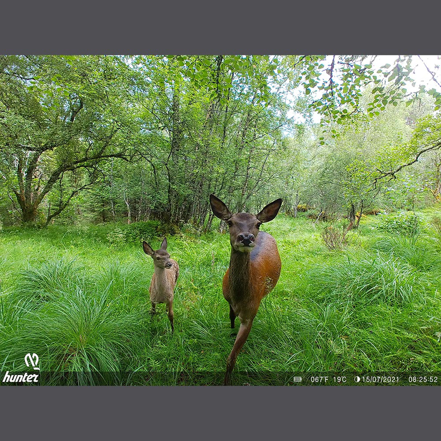 wp-content-uploads-2025-09-hunter-viltkamera-foto-01.png