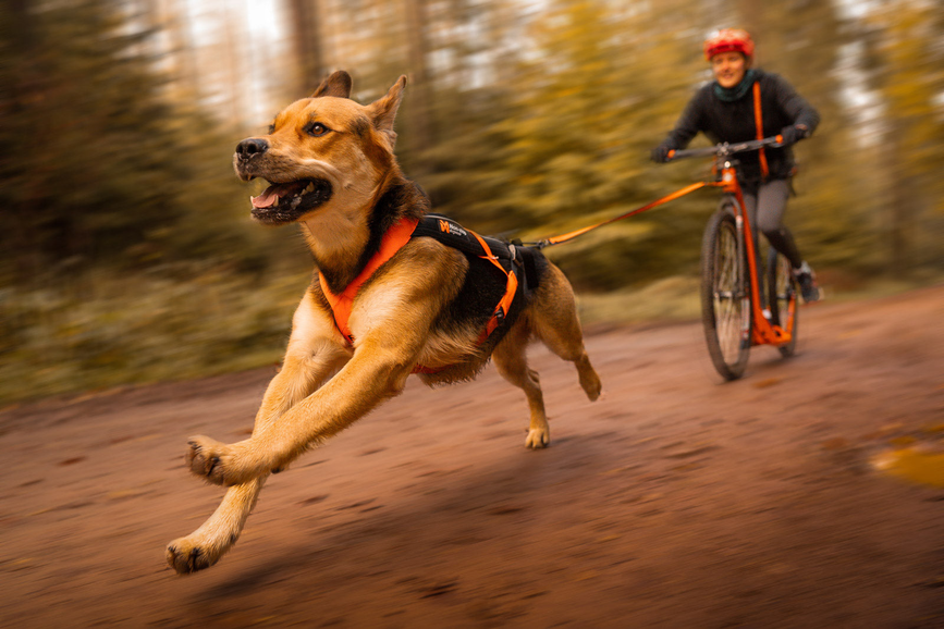 freemotion_harness_5_0_setting_1.png