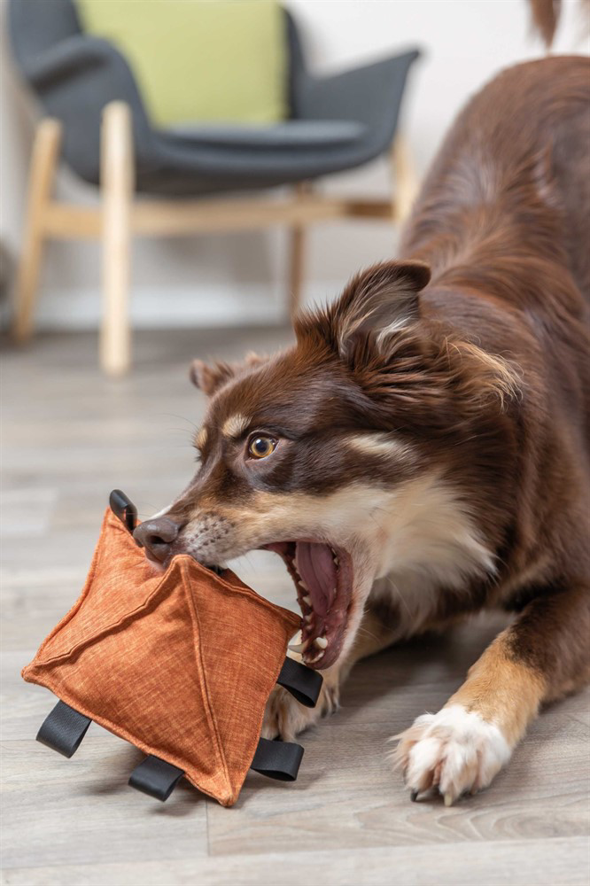 prod1000-dog_34726-3.png