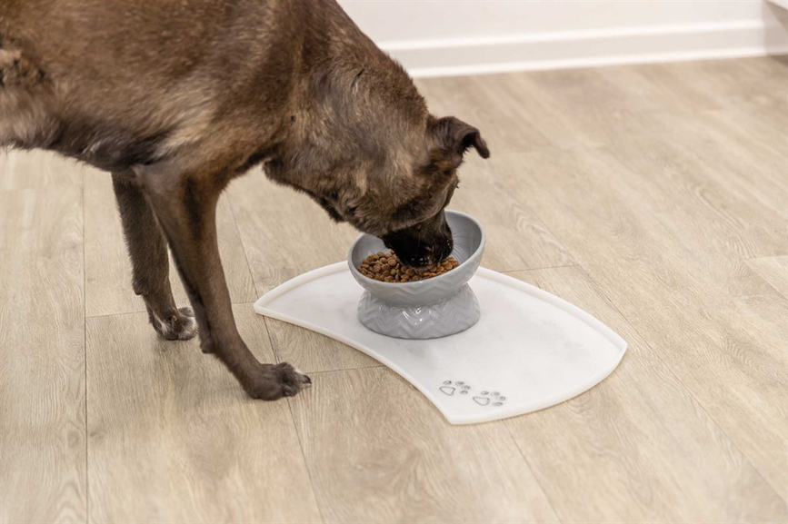 prod1000-dog_24809-3.png